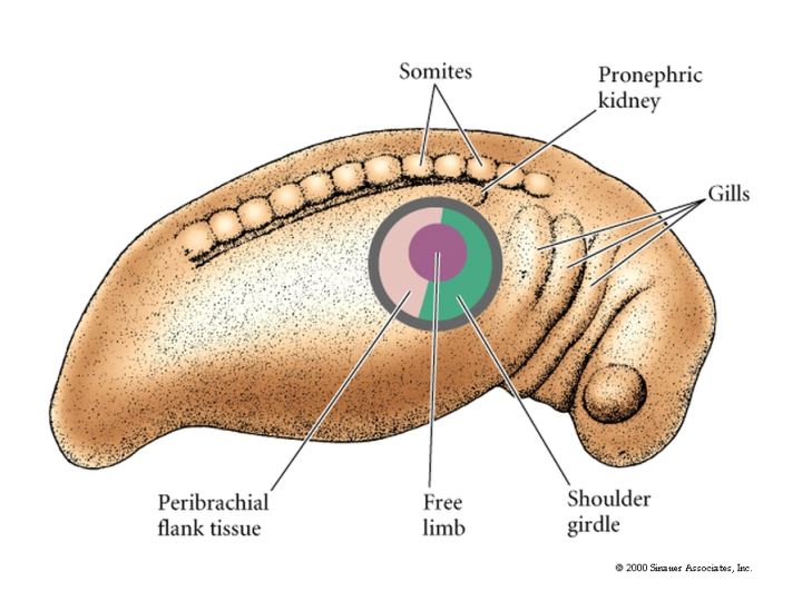 Developmental Biology 3230